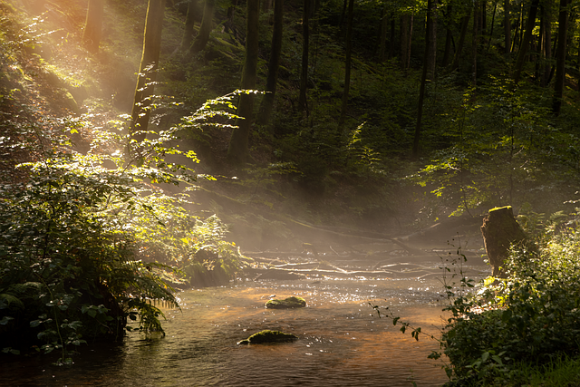 forests-640x480-13738358.png