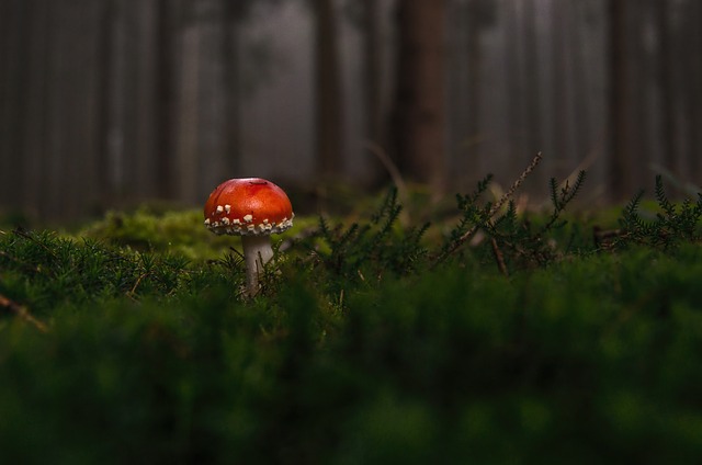 forests