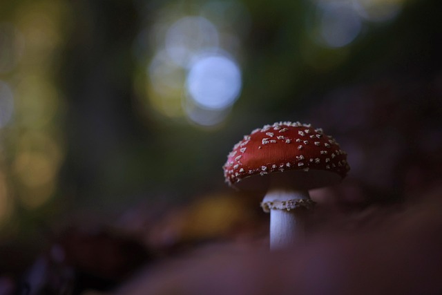 forests