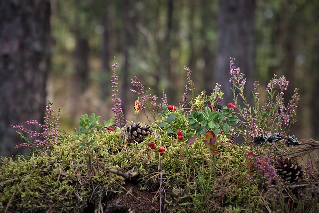 forests