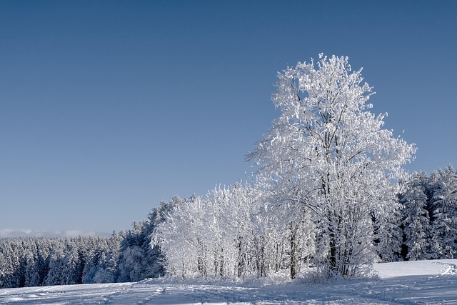 forests