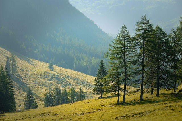 forests