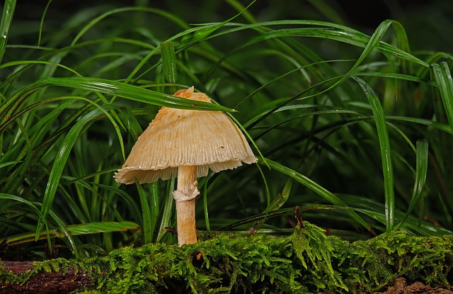 forests