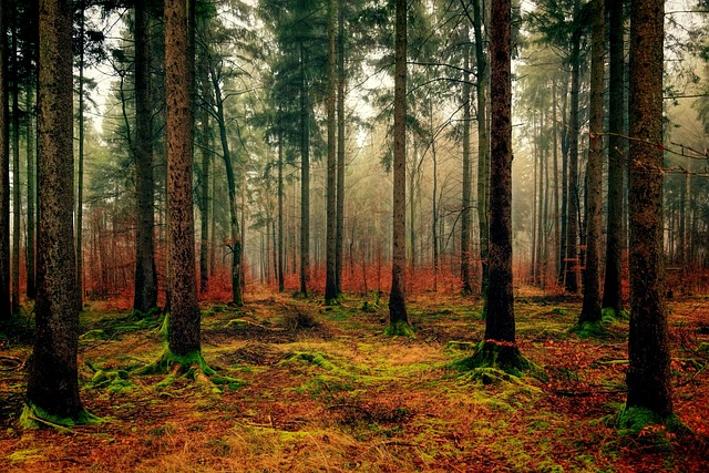 forests