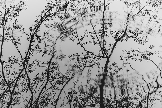 forests