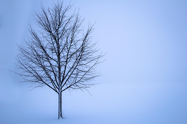 frost