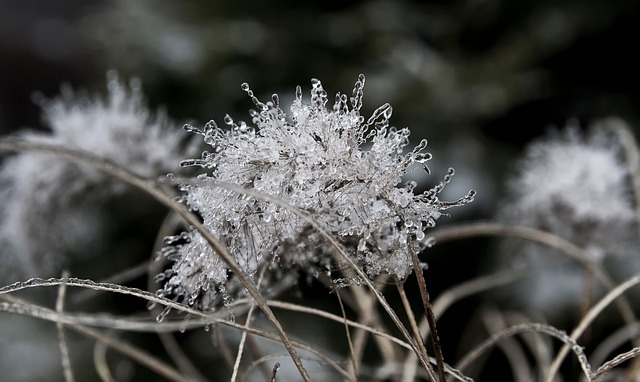 frost