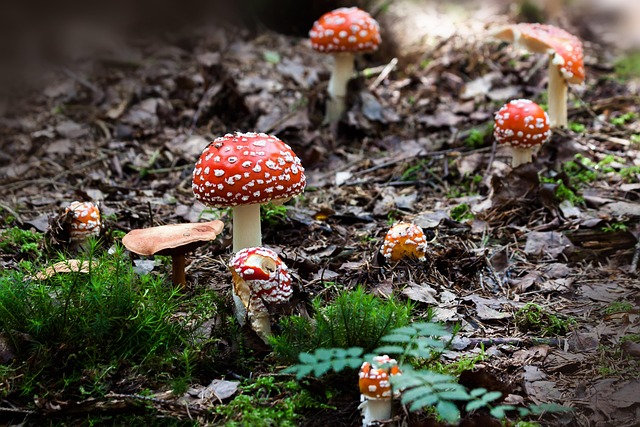 fungus