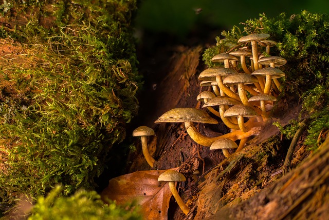fungus