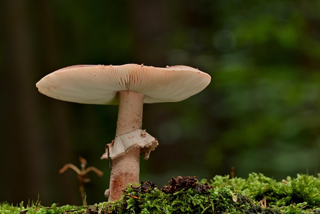fungus