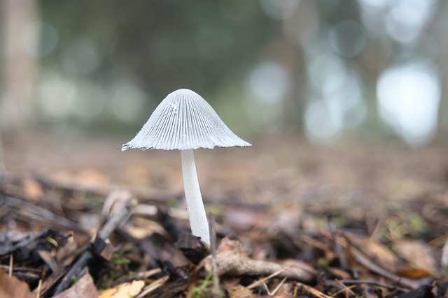 fungus-640x480-29501697.jpeg