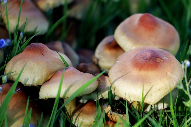 fungus