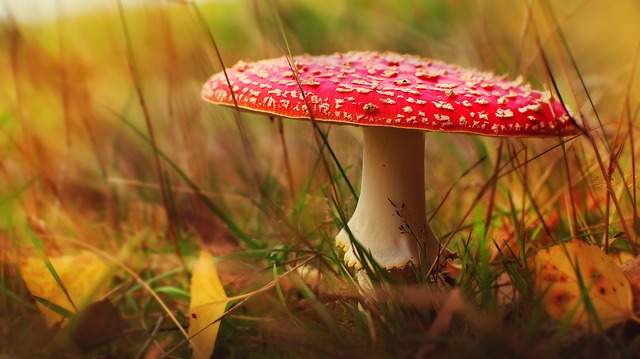 fungus