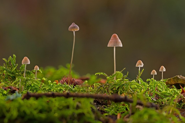 fungus-640x480-54993185.jpeg