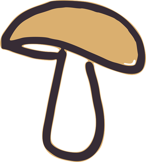 fungus-640x480-5616299.png