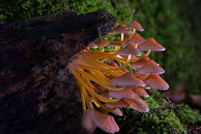 fungus-640x480-56491390.jpeg