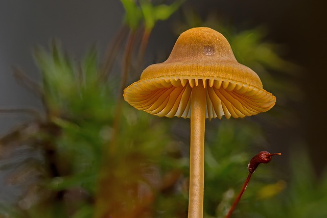 fungus