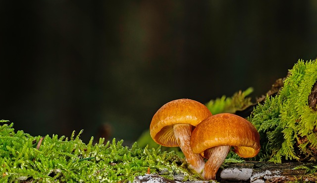 fungus