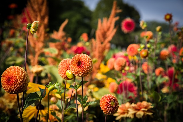 gardens