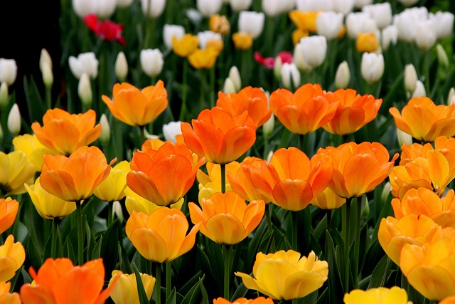 gardens-640x480-34270738.jpeg