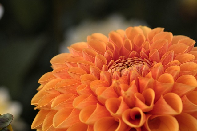 gardens-640x480-46512850.jpeg