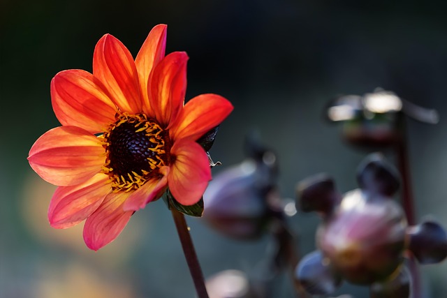 gardens-640x480-61212499.jpeg