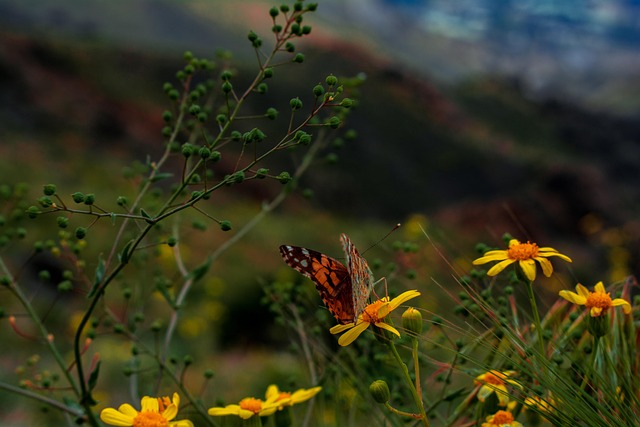 gardens