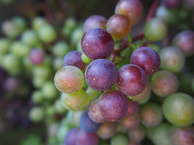 grapes