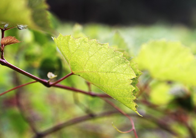 grapes