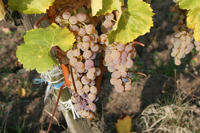 grapes