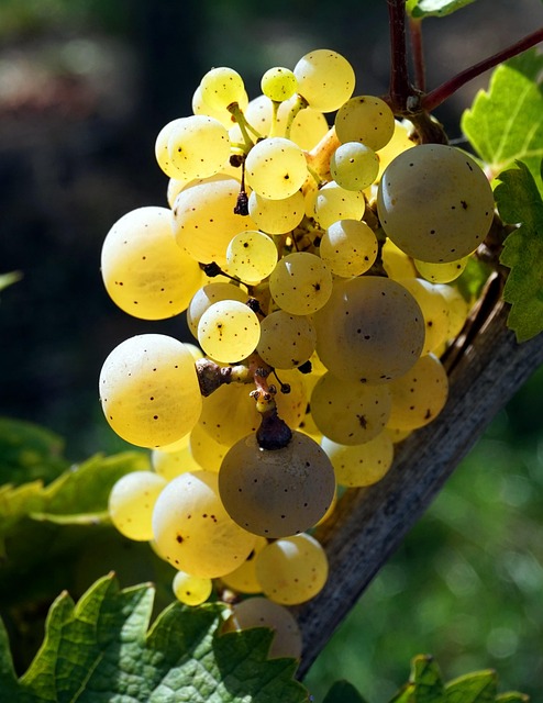 grapes-640x480-30203673.jpeg