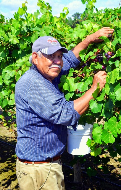 grapes