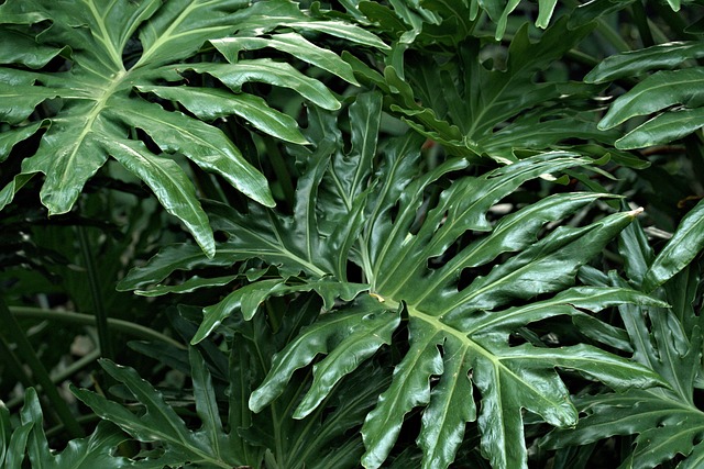green-640x480-31020024.jpeg