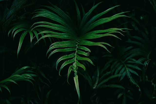 green-640x480-41400967.jpeg