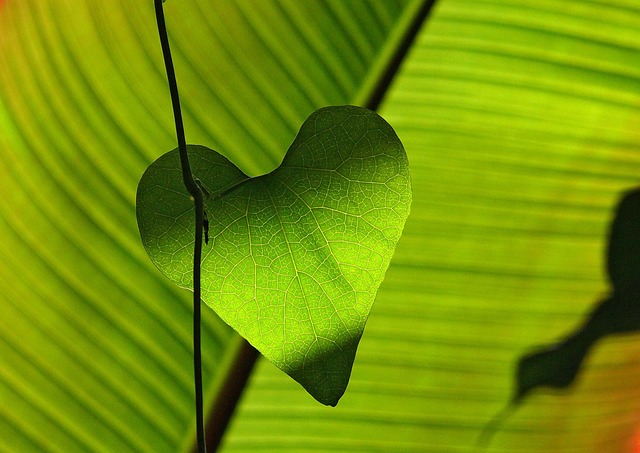 green-640x480-53708015.jpeg
