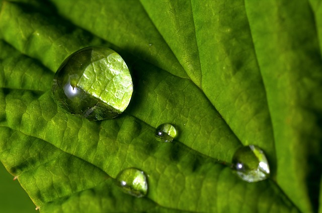 green-640x480-54147491.jpeg