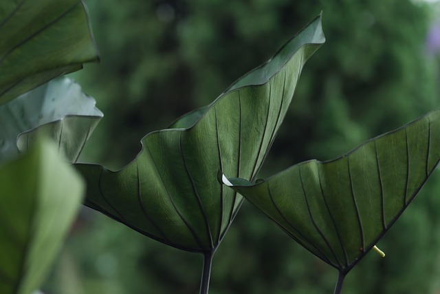 green-640x480-65668059.jpeg