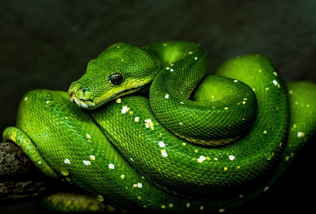green-640x480-96205016.jpeg