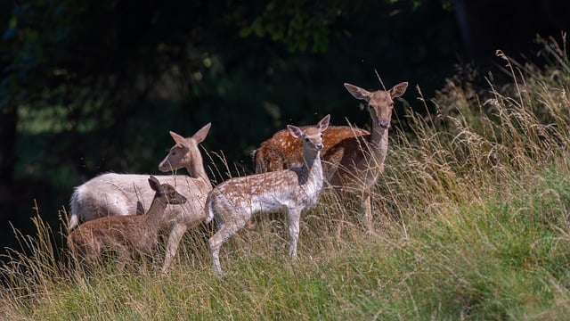 group