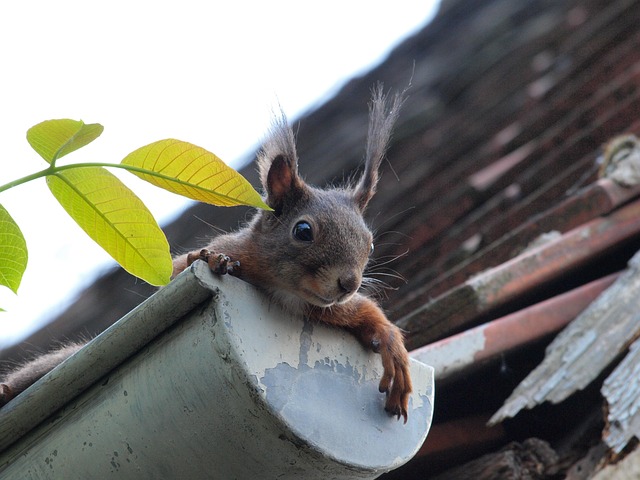 gutter-640x480-6705333.jpeg