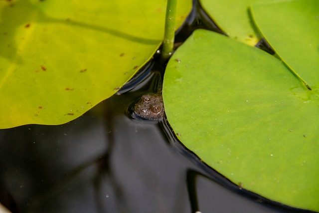 hidden