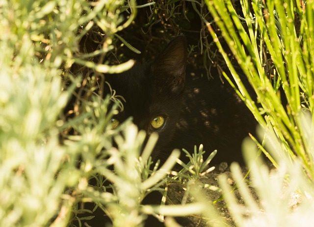 hidden