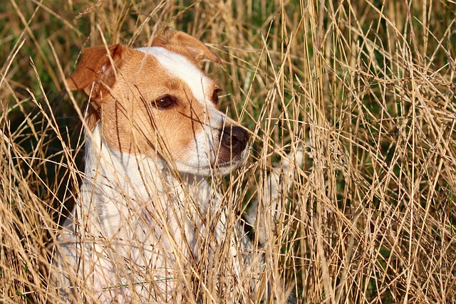 hidden-640x480-70280574.jpeg