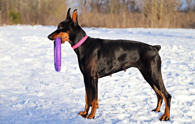 hoop-640x480-79979771.jpeg