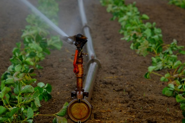 irrigation