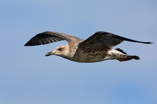 juvenile