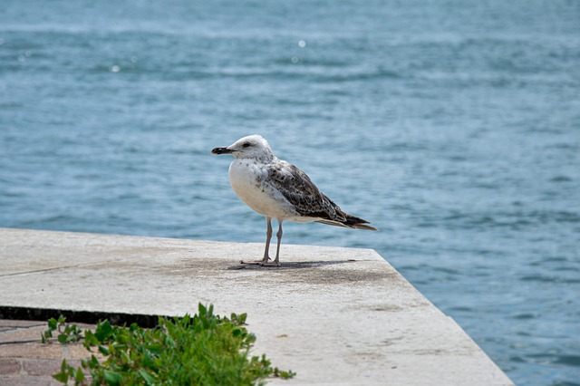 juvenile