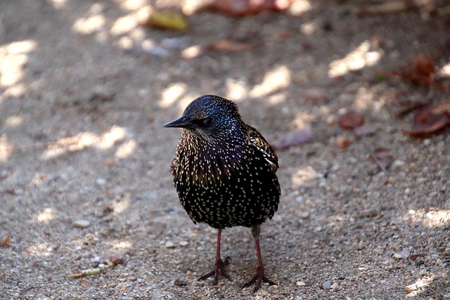 juvenile