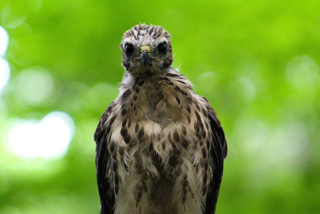 juvenile