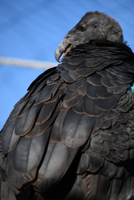 juvenile